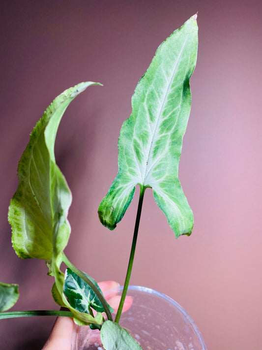 Syngonium Angustatum White variegated (rare)