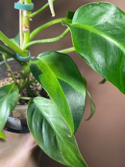 Philodendron Thai Sunrise