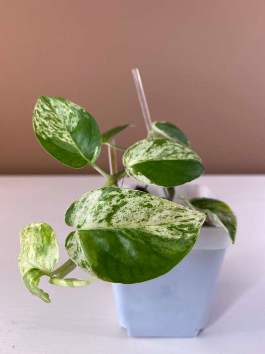 Epipremnum Pinnatum Marble King