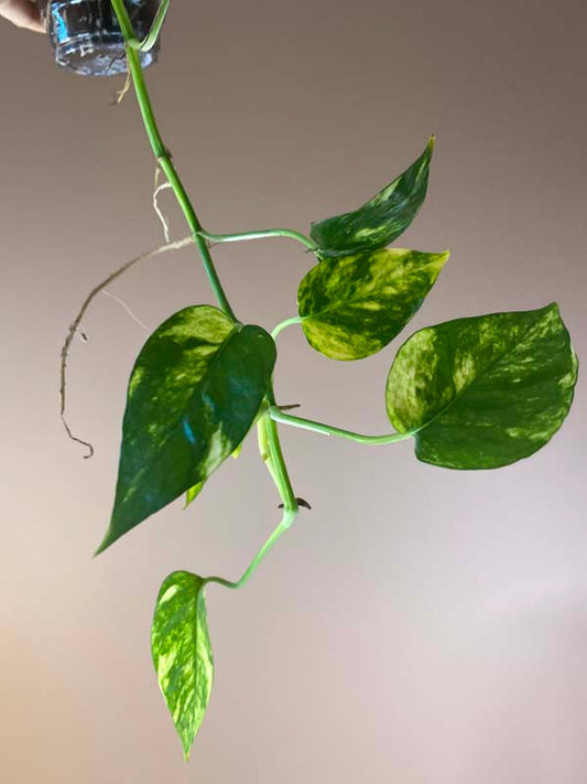 Epipremnum Pinnatum Yellow Sunrise