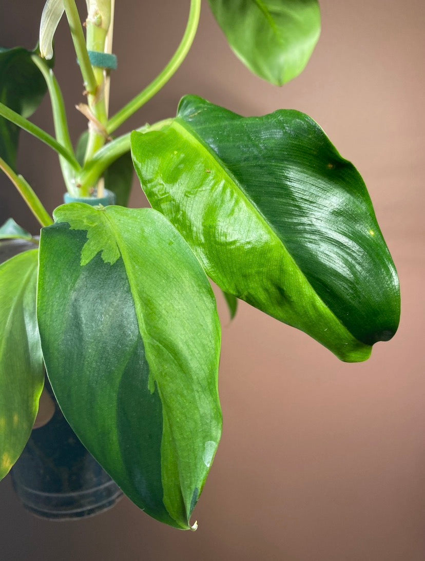 Philodendron Thai Sunrise