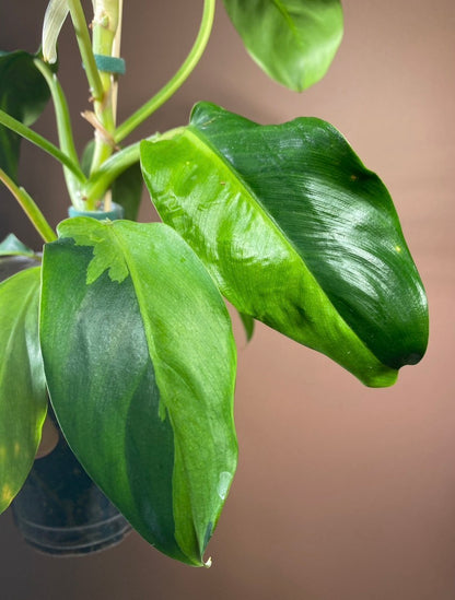 Philodendron Thai Sunrise