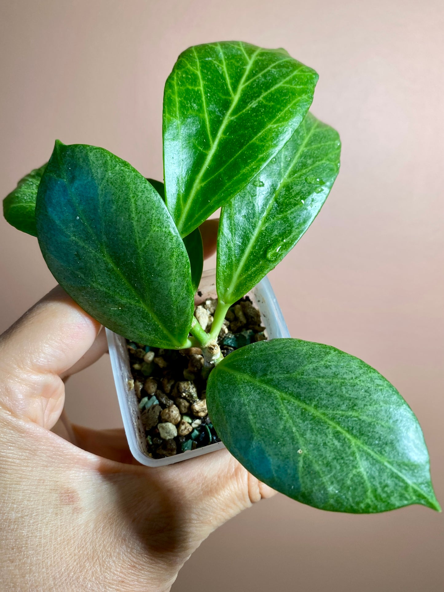 Hoya Obscura Silver
