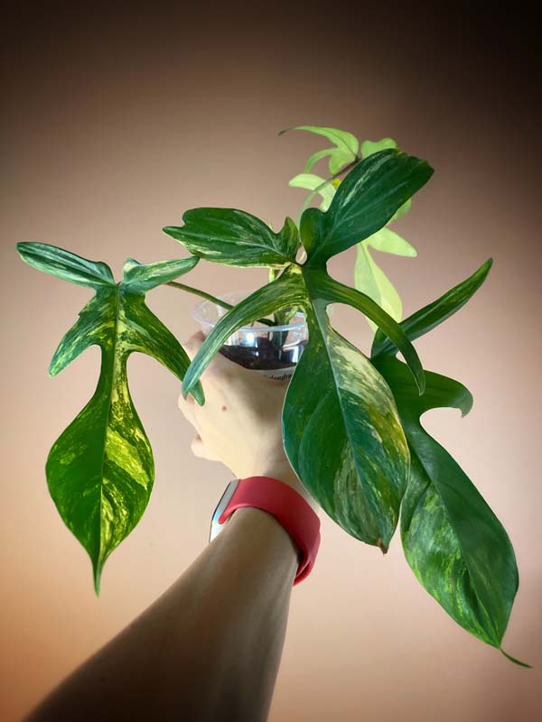 Philodendron Florida Beauty