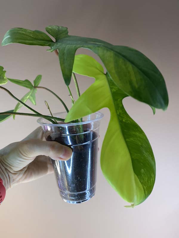 Philodendron Florida Beauty