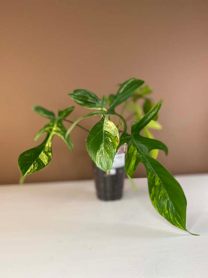 Philodendron Florida Beauty