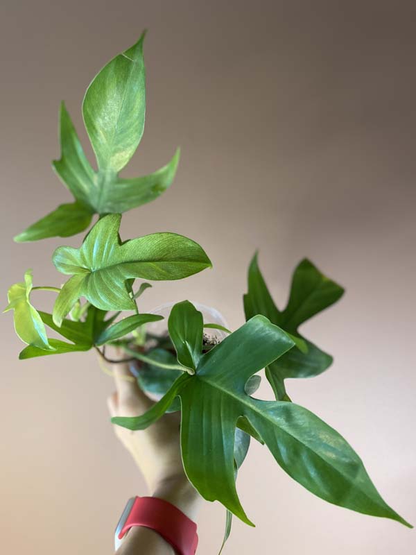 Philodendron Florida Ghost Mint