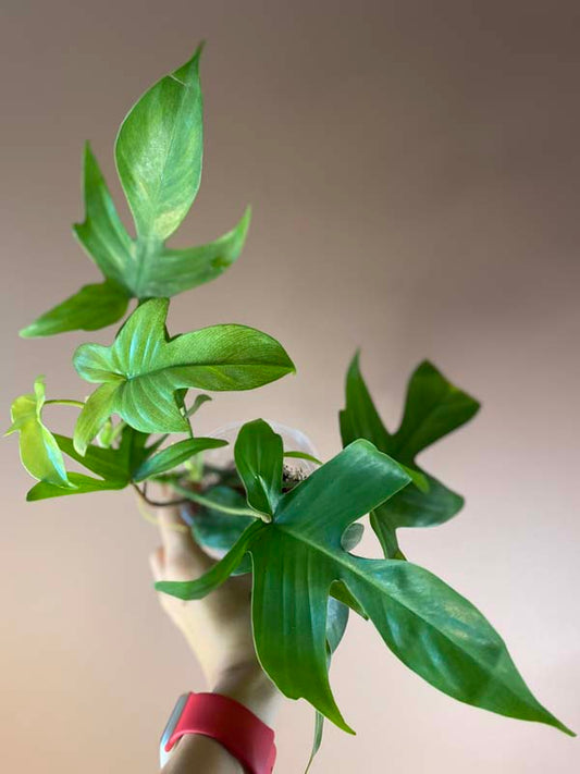 Philodendron Florida Ghost Mint
