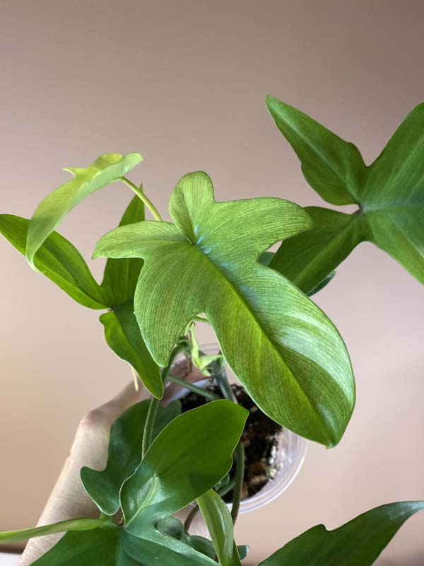 Philodendron Florida Ghost Mint