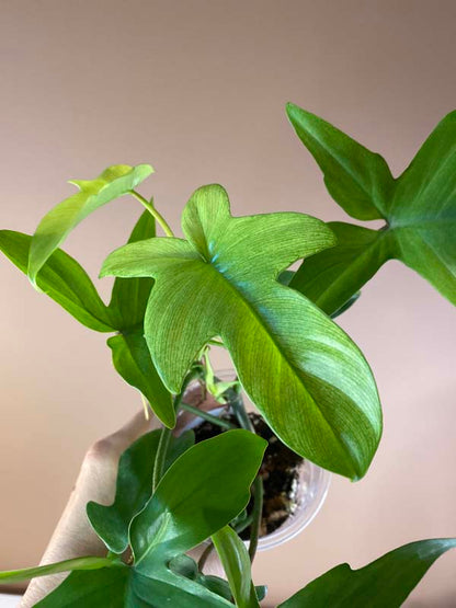 Philodendron Florida Ghost Mint
