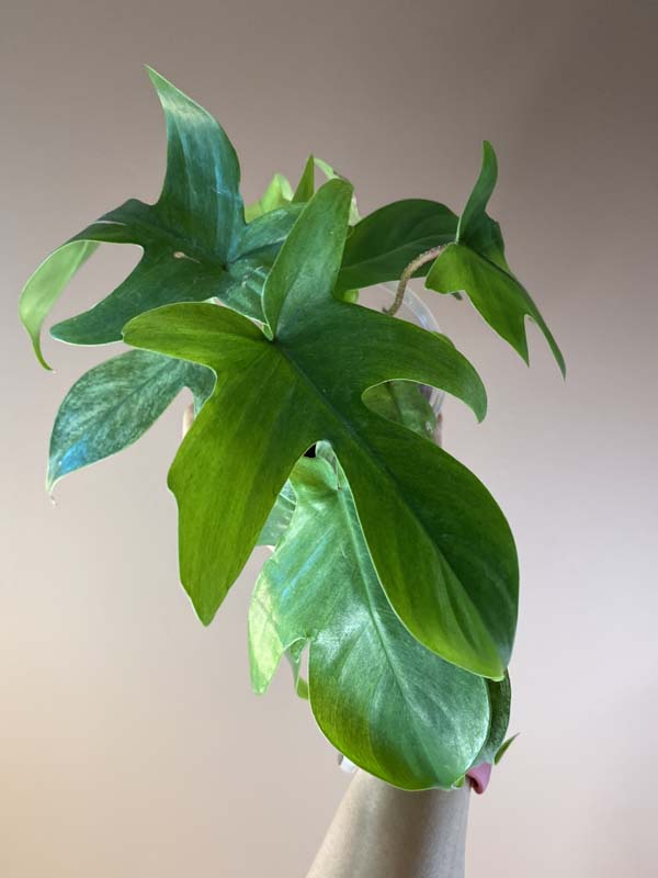 Philodendron Florida Ghost Mint