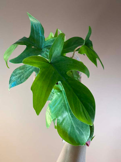 Philodendron Florida Ghost Mint
