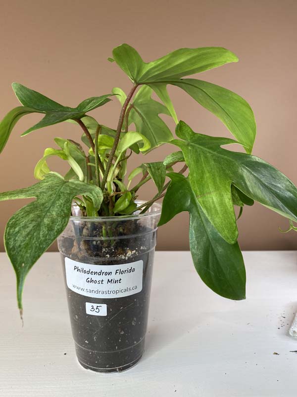 Philodendron Florida Ghost Mint