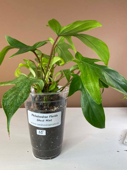 Philodendron Florida Ghost Mint