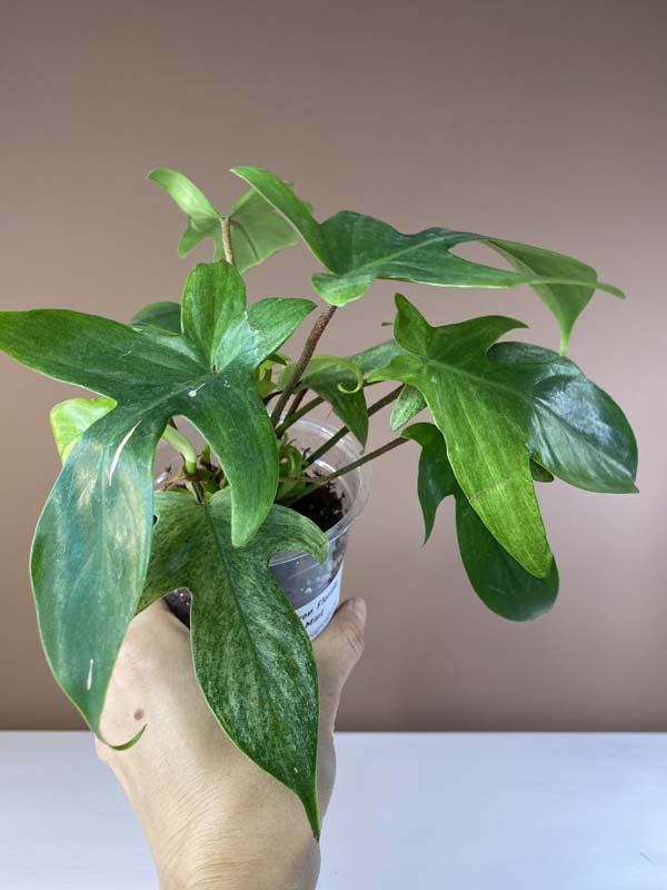Philodendron Florida Ghost Mint
