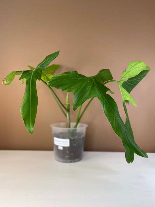 Philodendron Glaucous