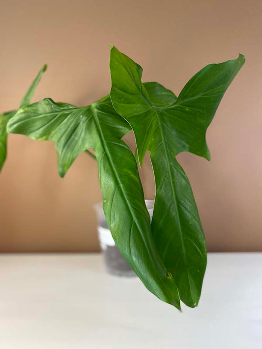 Philodendron Glaucous
