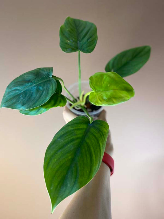 Philodendron Green Congo X Plowmanii (Green Stem)