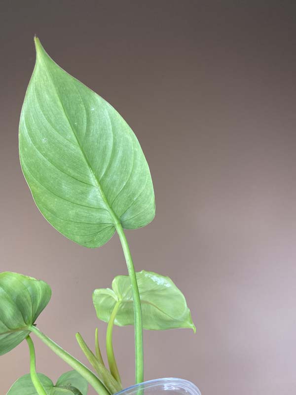 Philodendron Green Congo X Plowmanii (Green Stem)