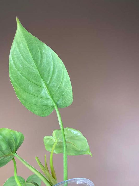 Philodendron Green Congo X Plowmanii (Green Stem)
