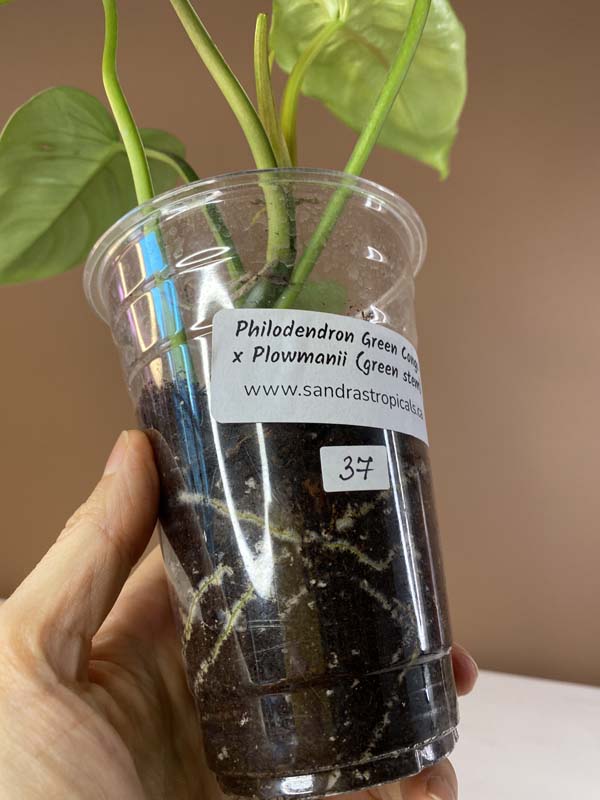 Philodendron Green Congo X Plowmanii (Green Stem)
