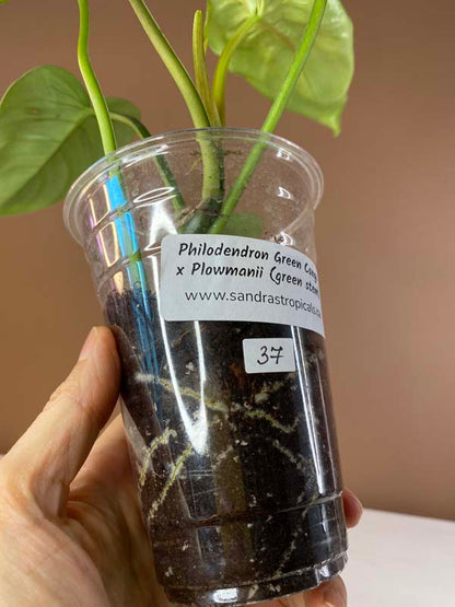 Philodendron Green Congo X Plowmanii (Green Stem)