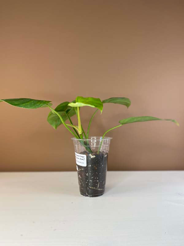 Philodendron Green Congo X Plowmanii (Green Stem)