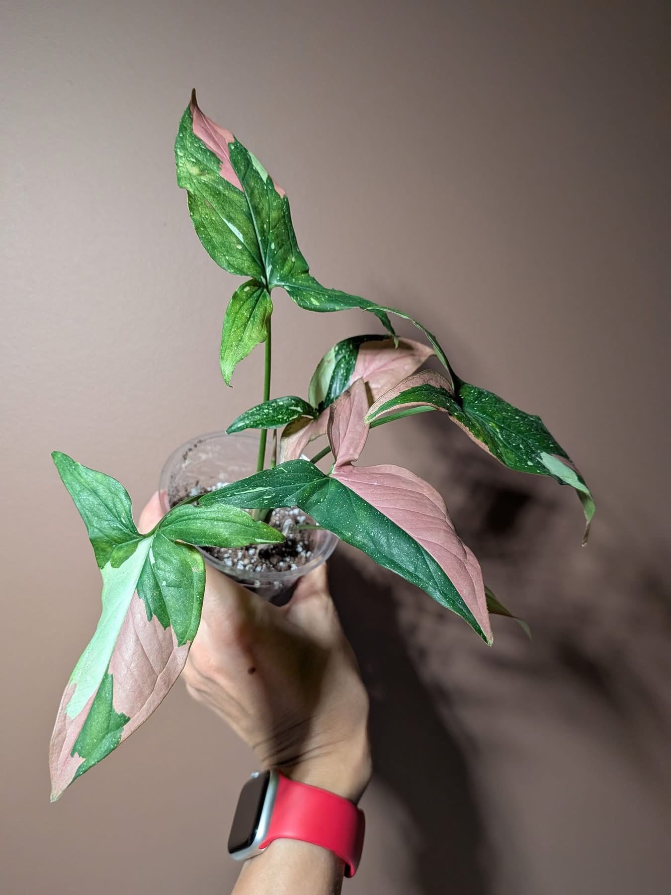 Syngonium Red Spot Tricolor (grower’s choice)