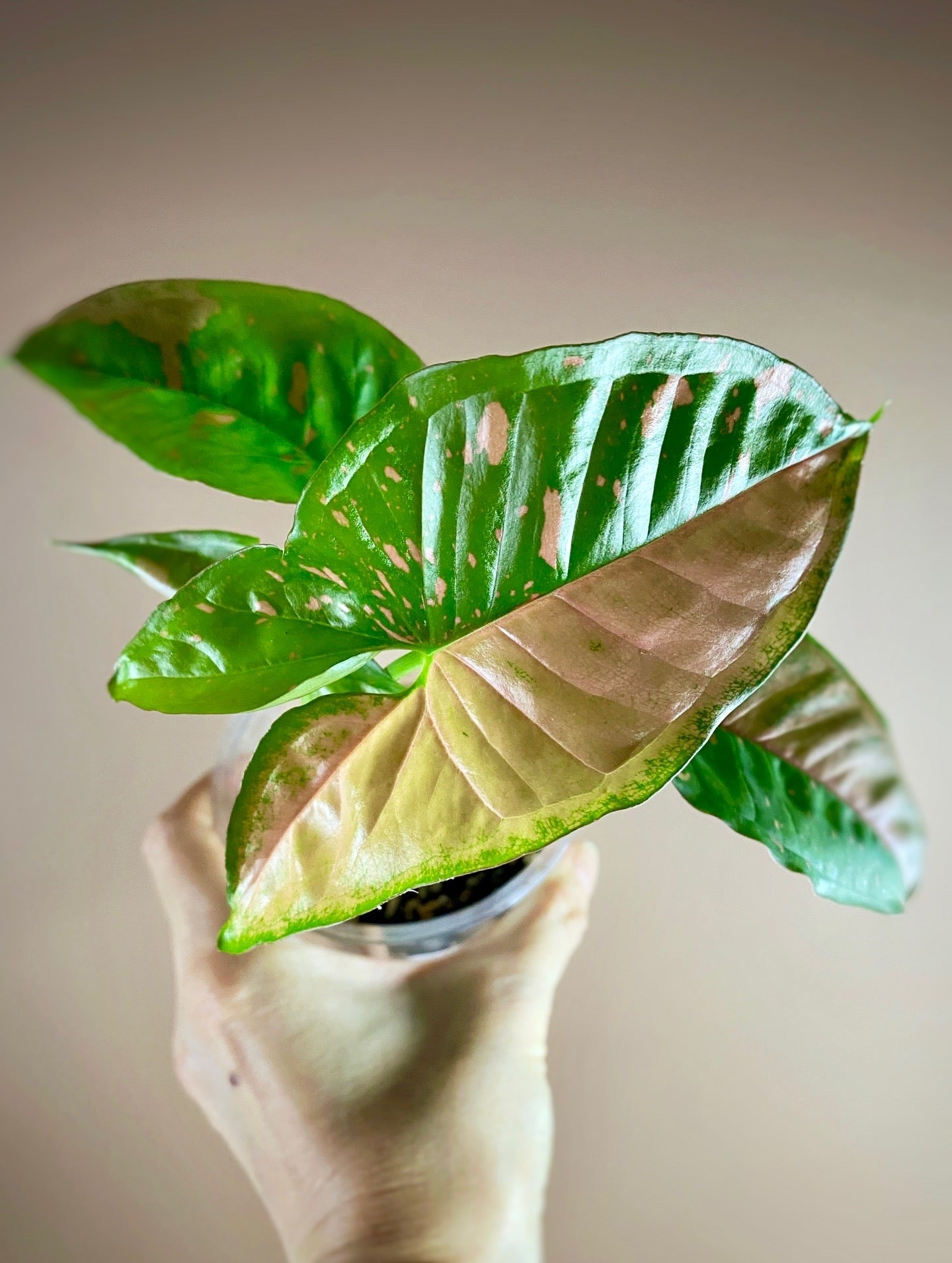 Syngonium Pink Splash Allusion