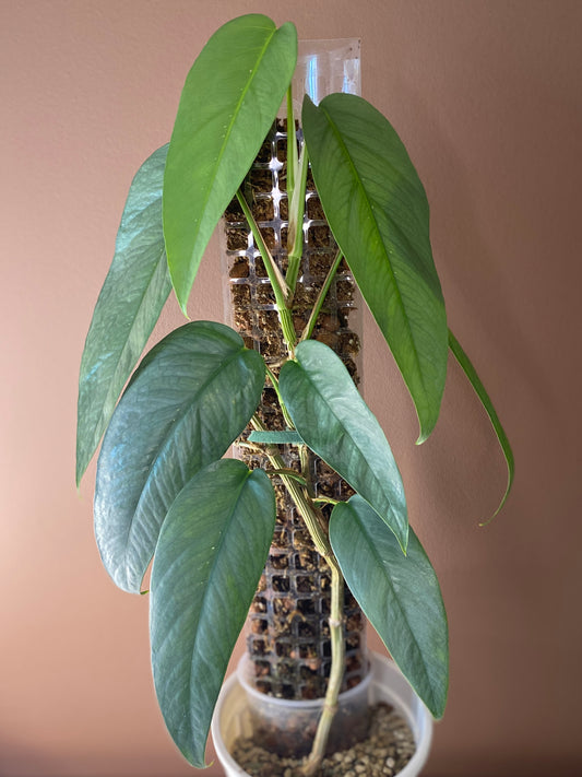 Epipremnum Cebu Blue