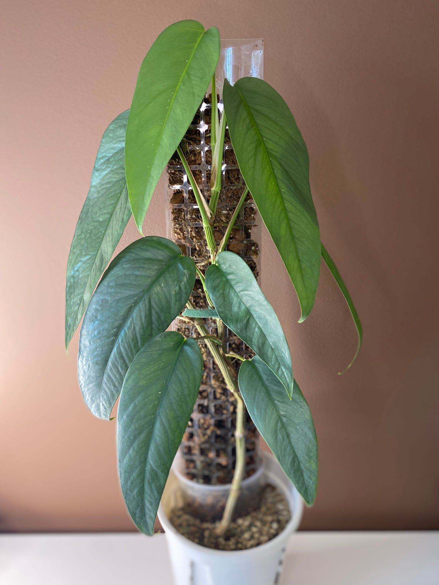 Epipremnum Cebu Blue