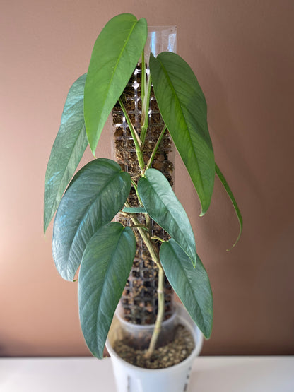 Epipremnum Cebu Blue