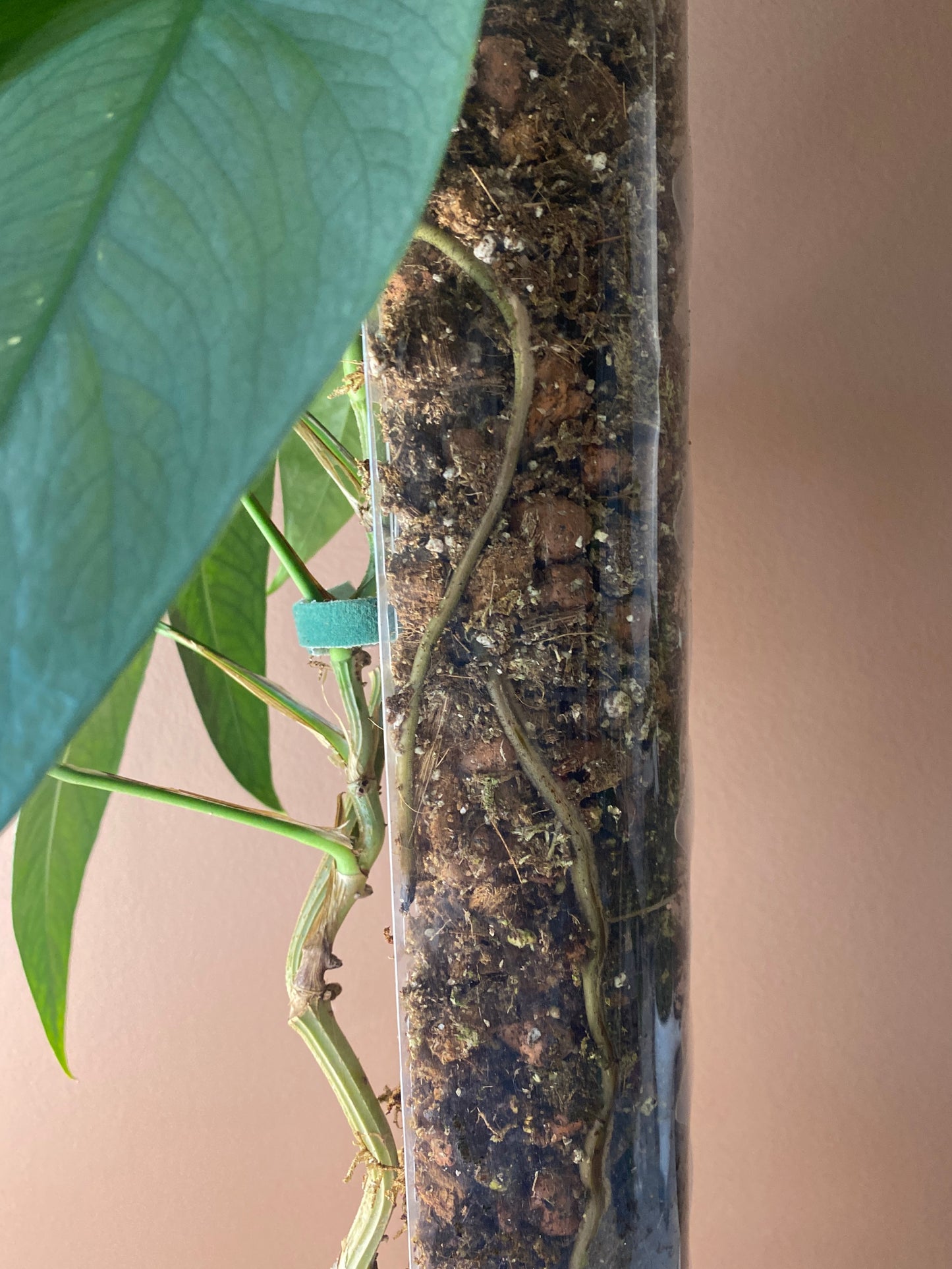 Epipremnum Cebu Blue