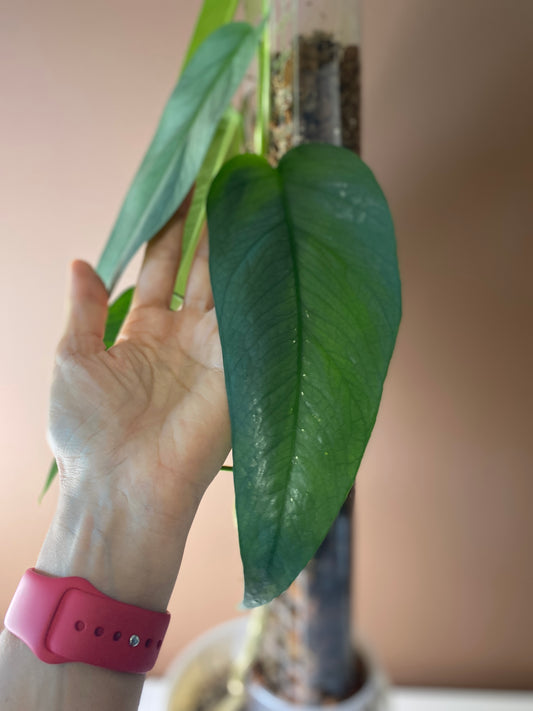 Epipremnum Cebu Blue