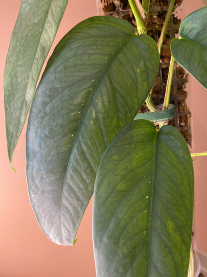 Epipremnum Cebu Blue