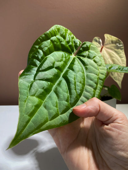 Anthurium Magnificum X Luxurians