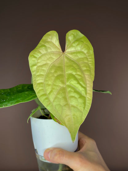Anthurium Magnificum X Luxurians