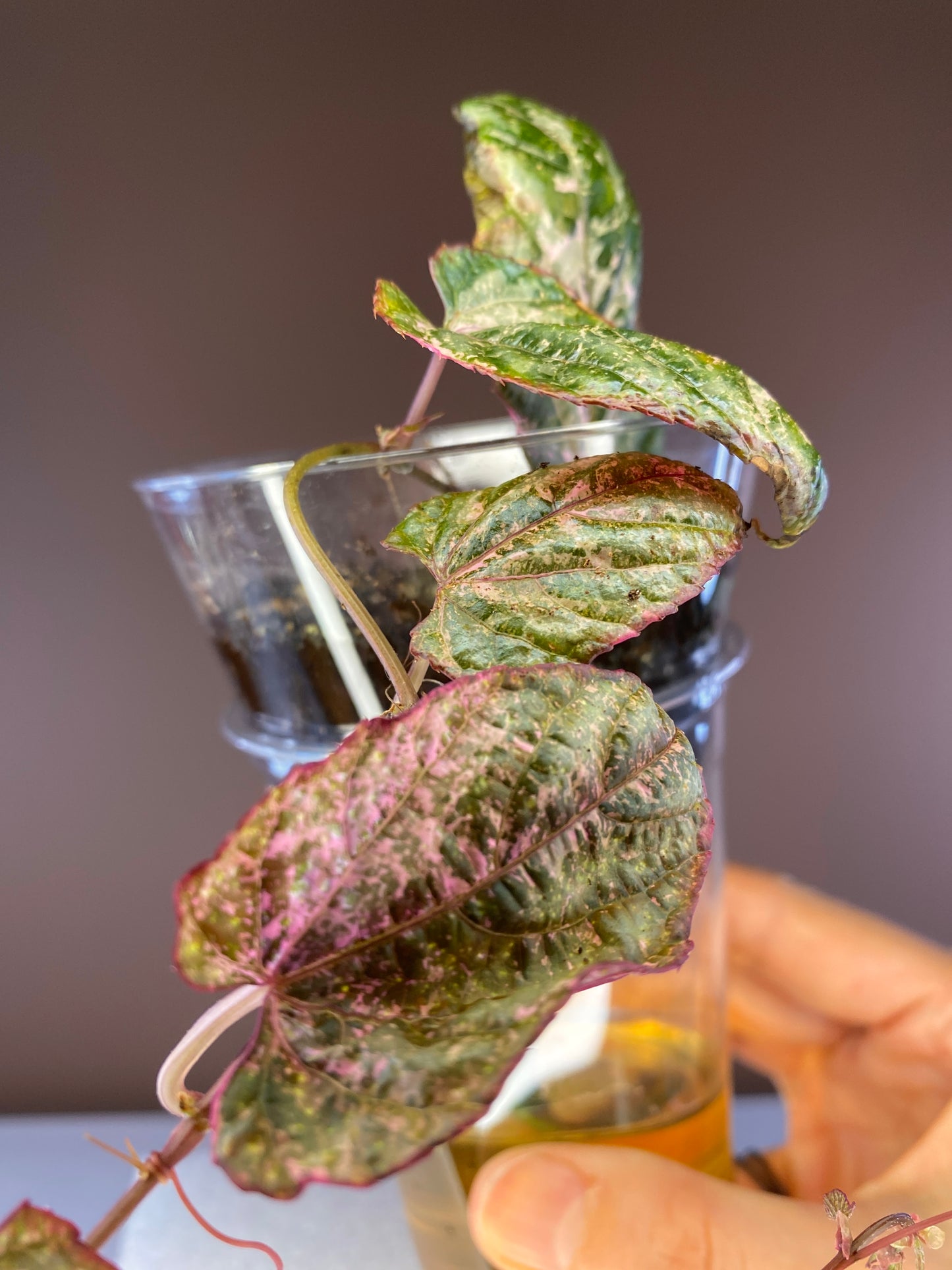 Cissus Discolor Blume Pink Variegated for sale in Canada