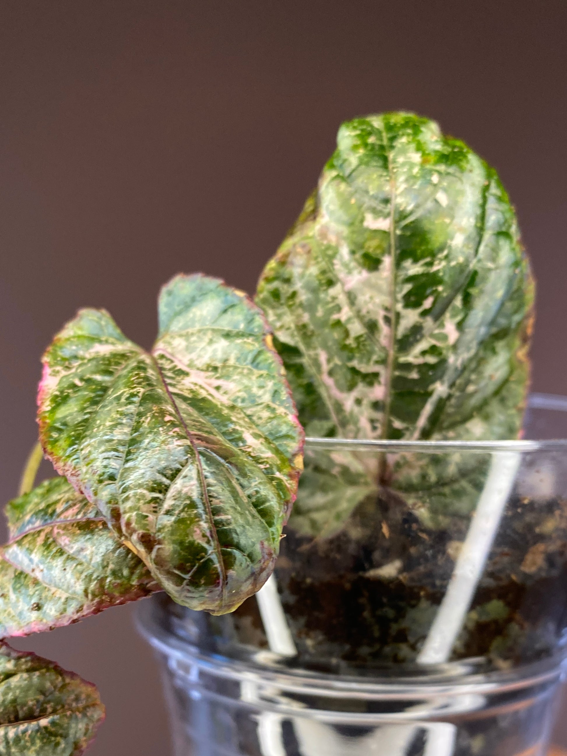 Cissus Discolor Blume Pink Variegated for sale in Canada