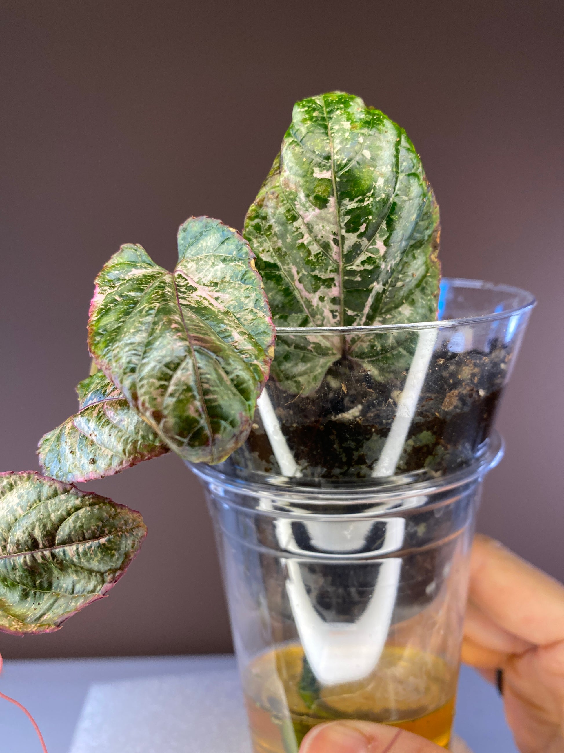 Cissus Discolor Blume Pink Variegated for sale in Canada