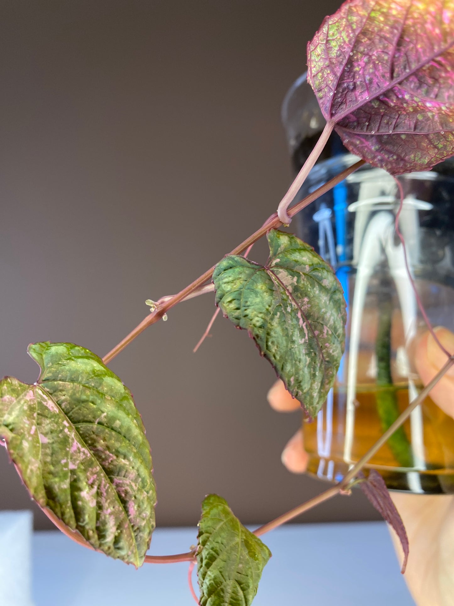 Cissus Discolor Blume Pink Variegated for sale in Canada