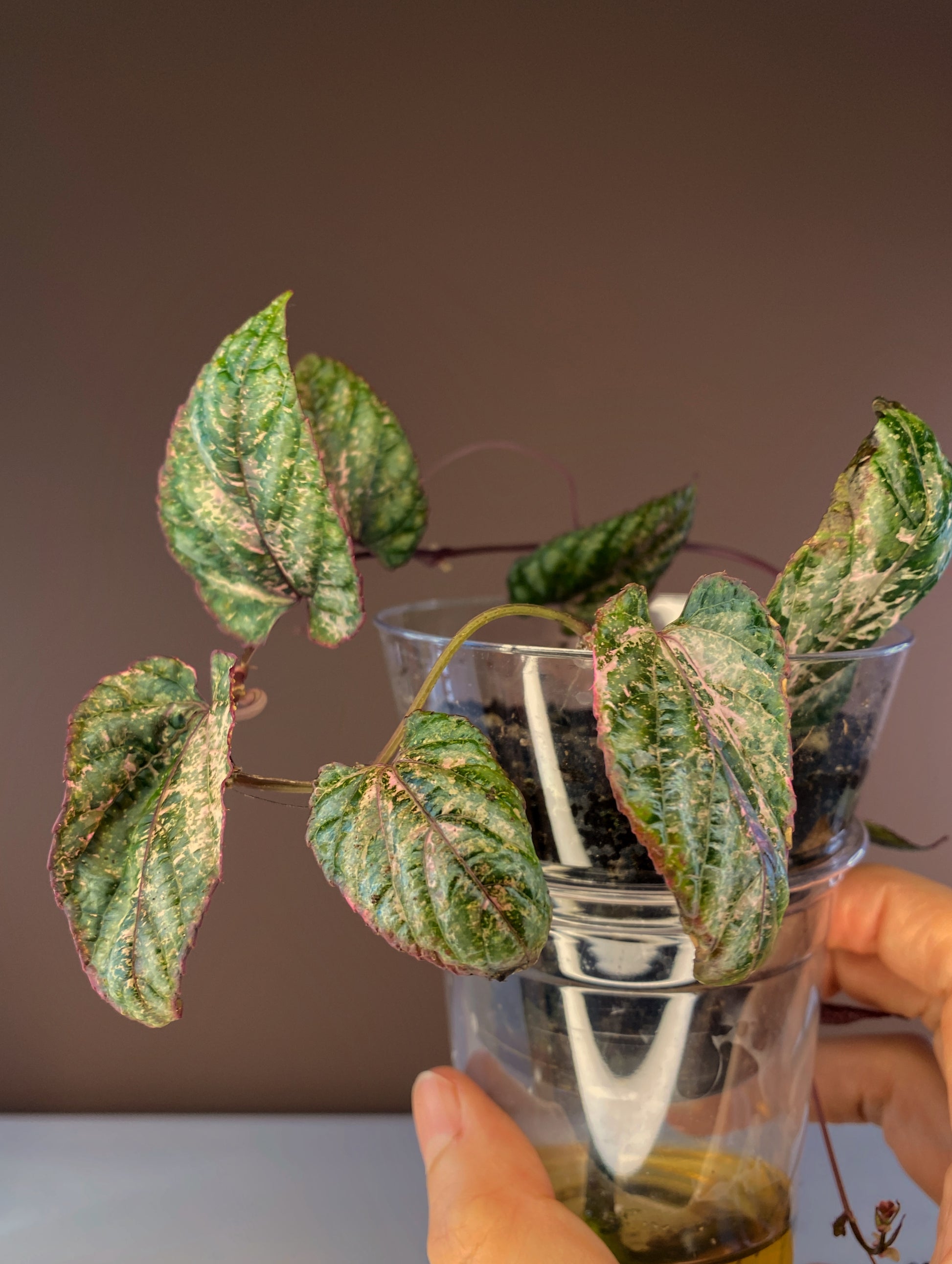 Cissus Discolor Blume Pink Variegated for sale in Canada