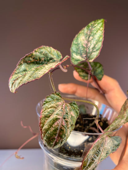Cissus Discolor Blume Pink Variegated