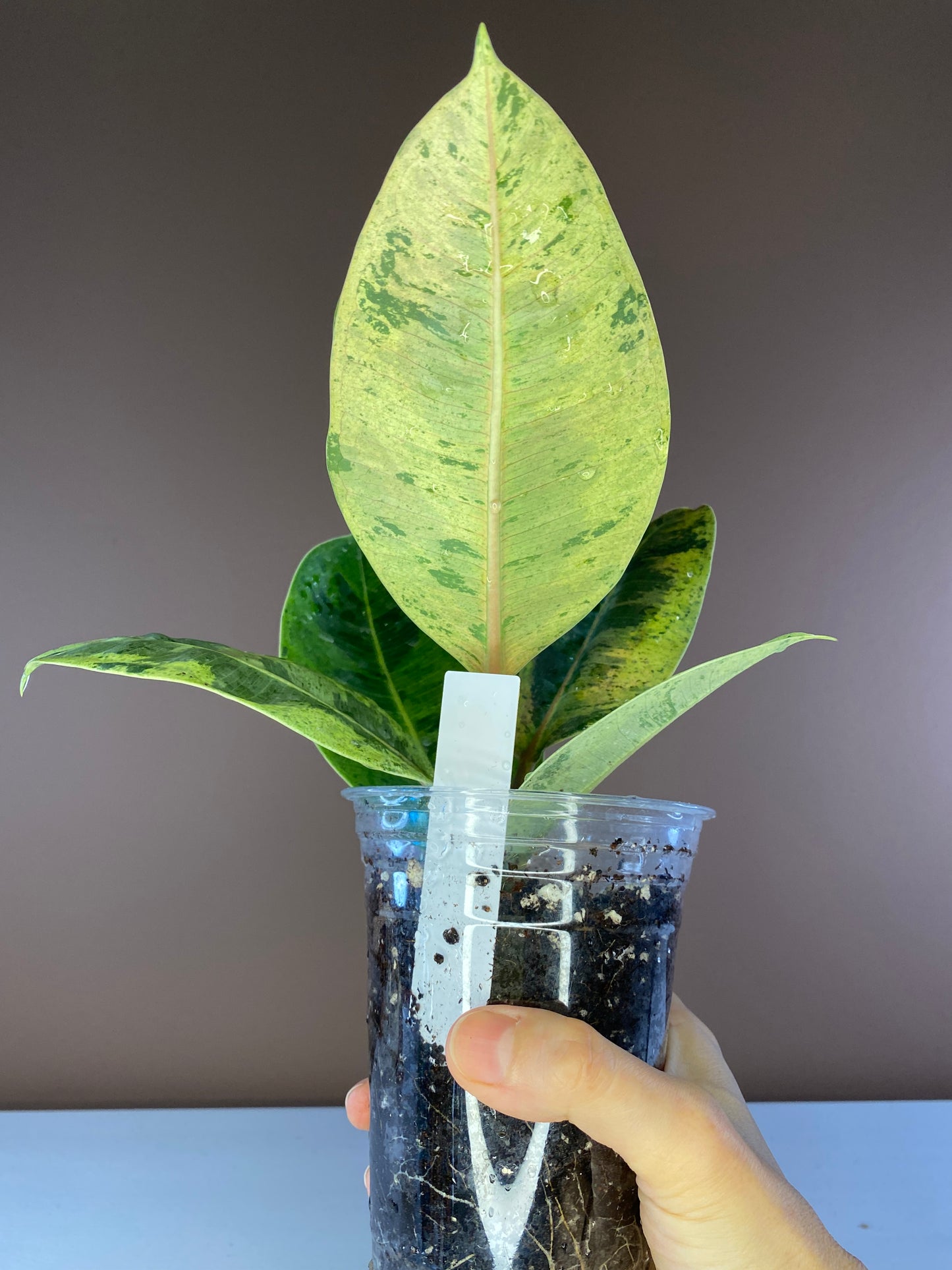 Ficus Elastica Shiveriana