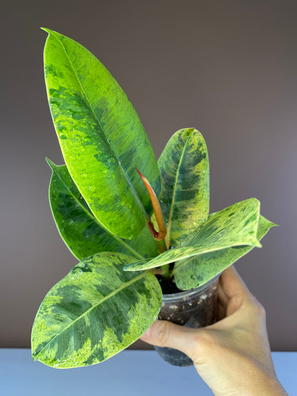Ficus Elastica Shiveriana