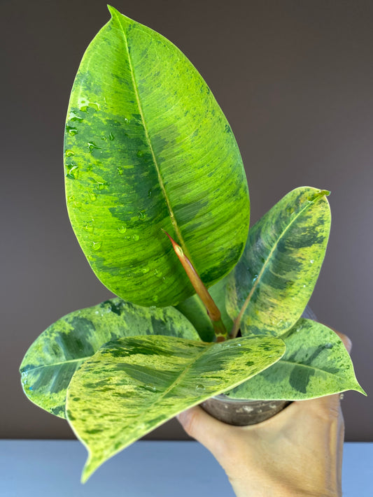 Ficus Elastica Shiveriana
