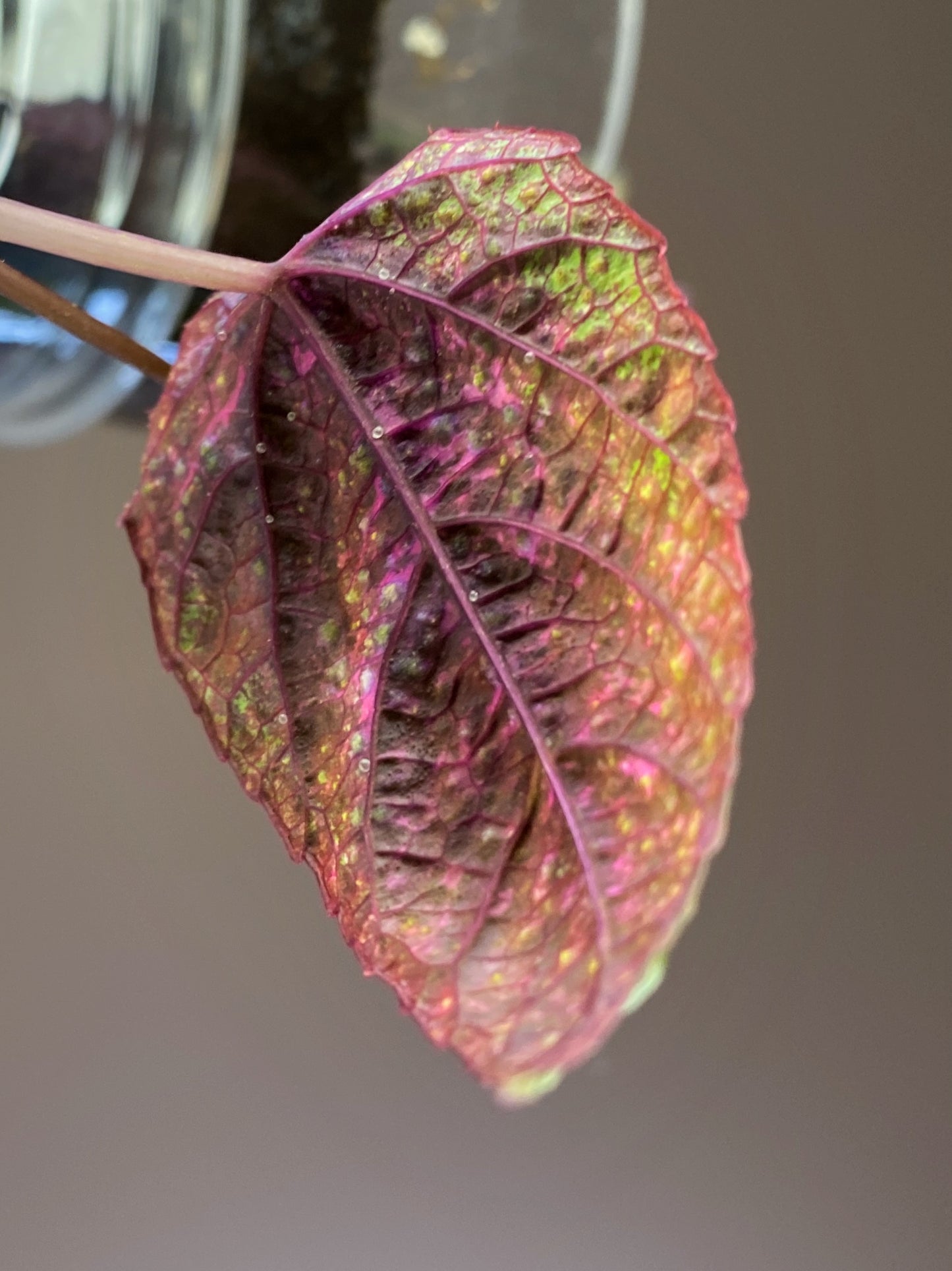 Cissus Discolor Blume Pink Variegated for sale in Canada