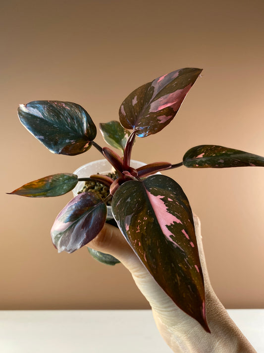 Philodendron Pink Princess Galaxy
