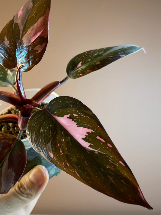 Philodendron Pink Princess Galaxy
