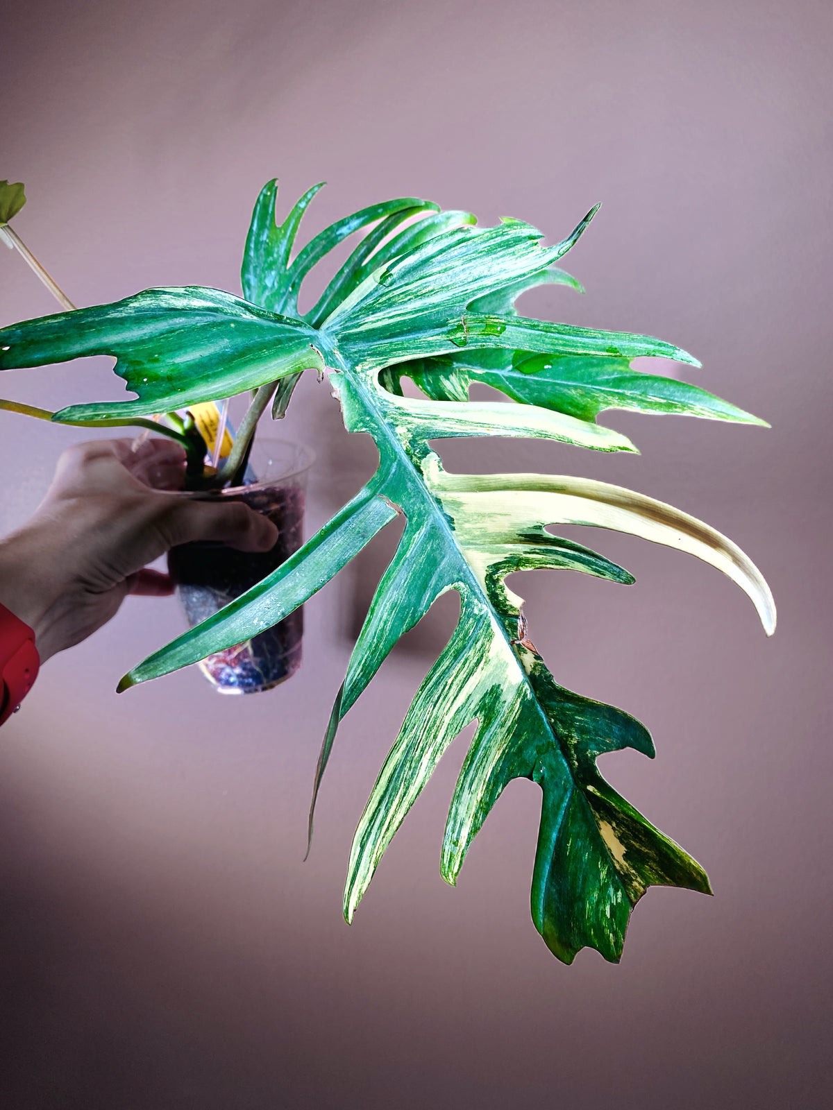 Philodendron Flobe x Tortum